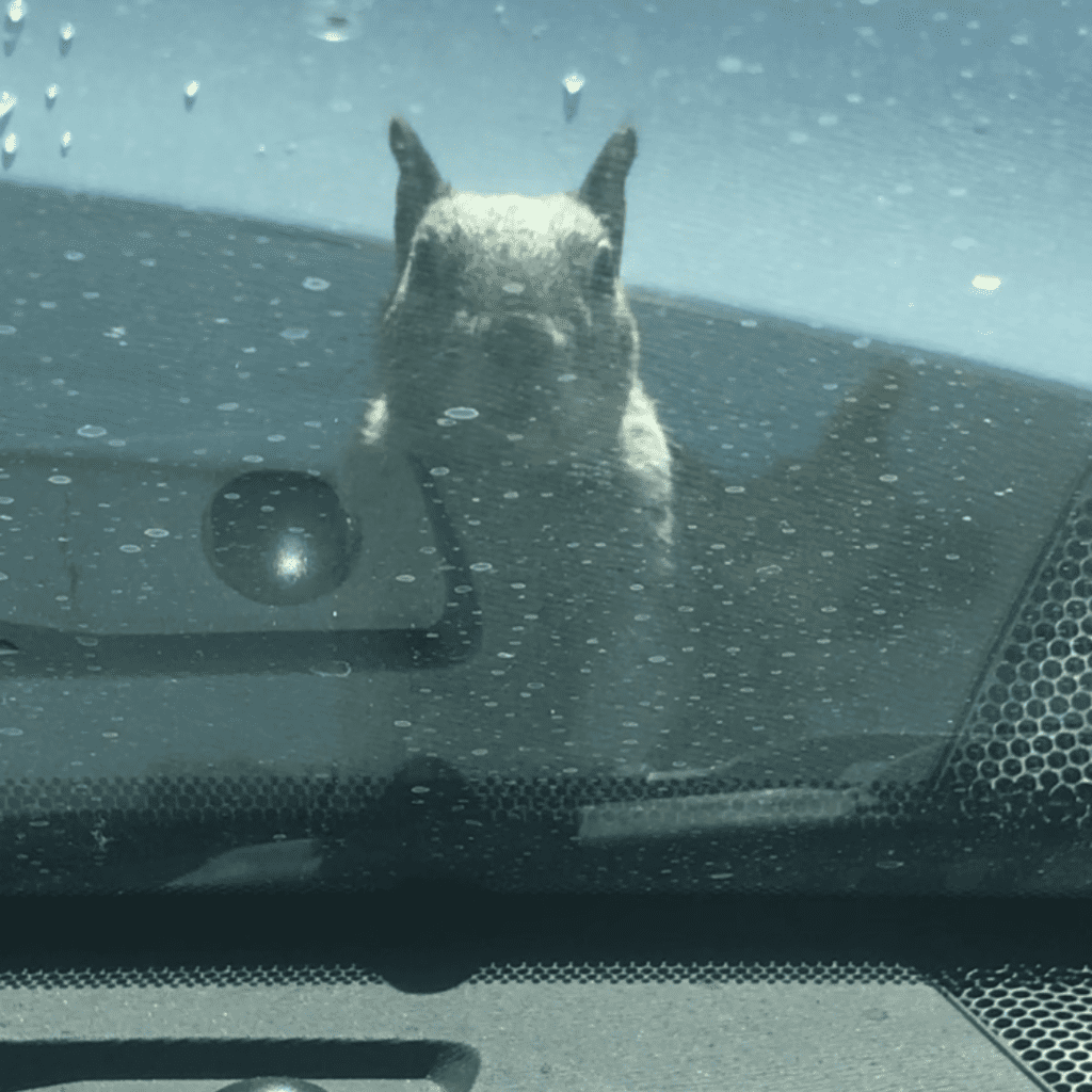squirrel eating wires