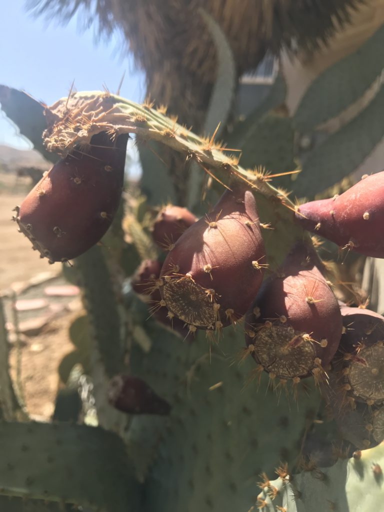 prickly pear fruit