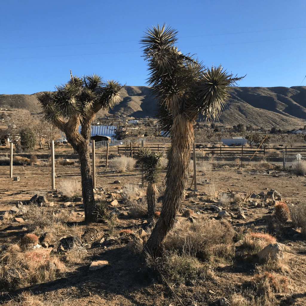 joshua tree