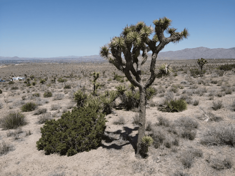 California Desert CRE