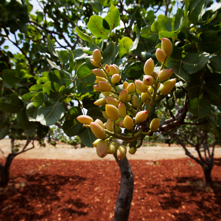 Newberry Springs Pistachio Festival this weekend