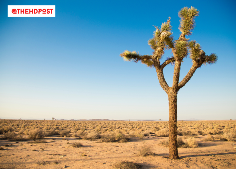 CA bill proposed to protect Joshua Trees – also simplifies tree removal process