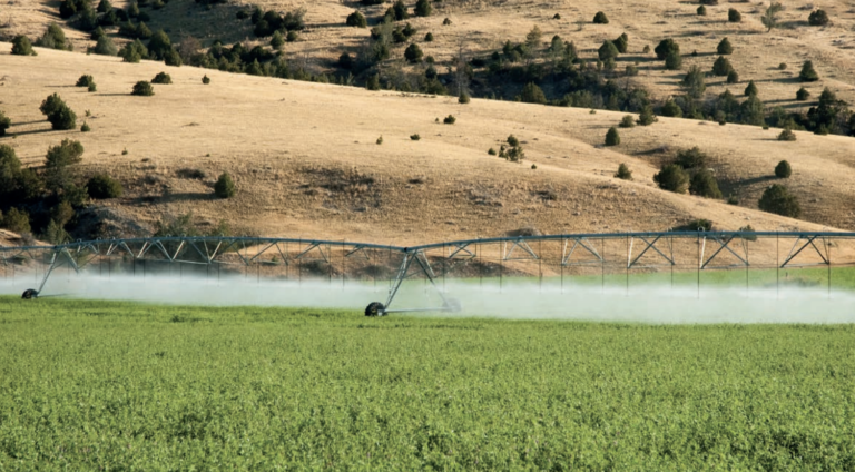 Nonprofit says alfalfa and almond crops depleting California water resources