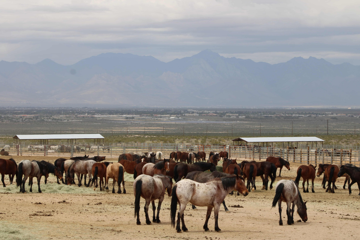 Wild Horse and Burro Adoption Incentive program offers $1,000 incentive to adopt untrained animals
