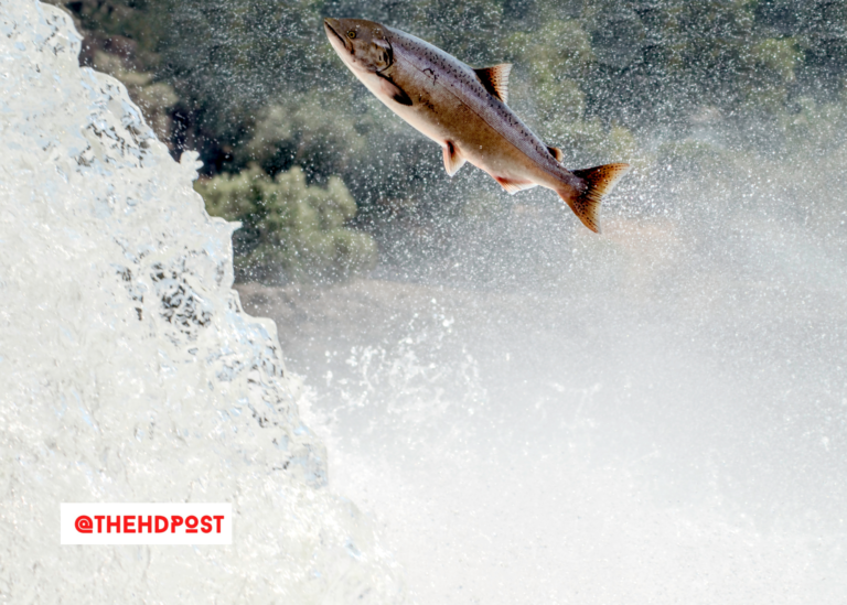 Fishery council proposes to cancel 2023 salmon fishing – salmon association argues water mismanagement