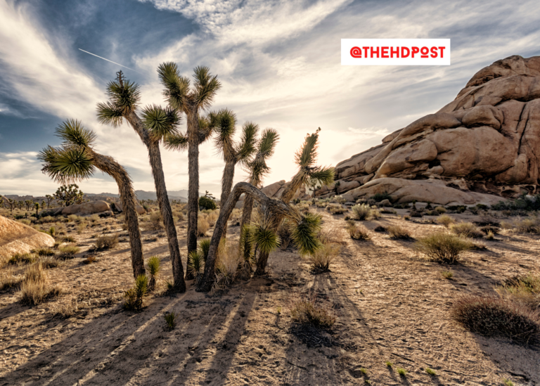 CA passes Joshua Tree Protection Law — includes up to $1,000 per tree removal fee