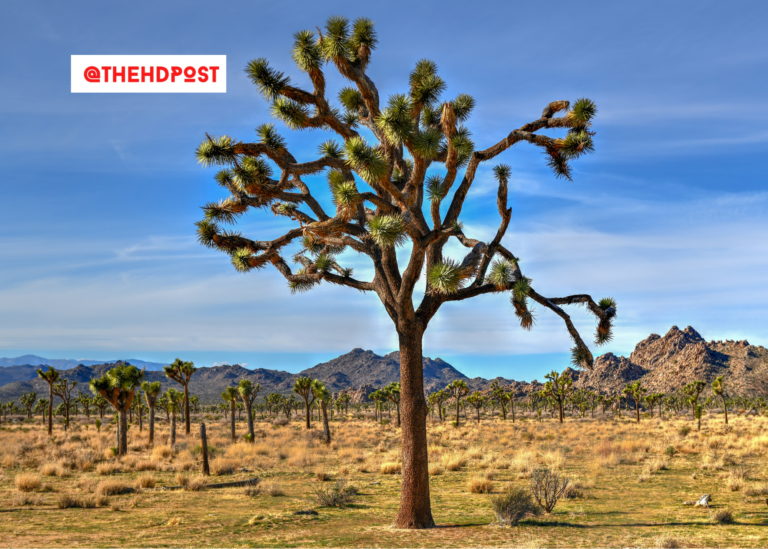 California ranks No. 1 for the most fun state in 2023