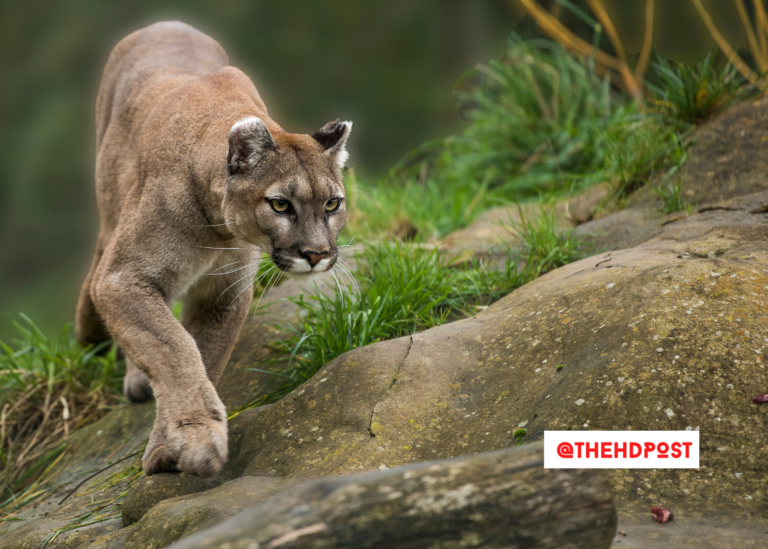 Mountain Lions starve to death after relocation to Mojave Desert
