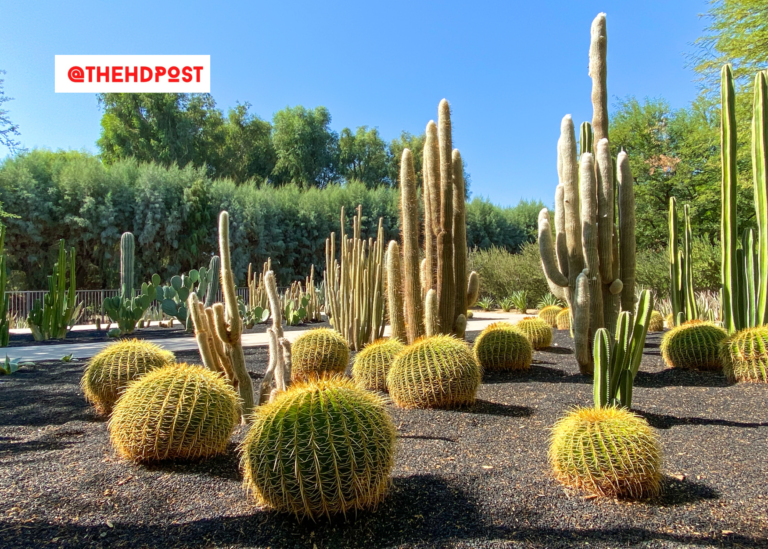 Turf replacement program still offering up to $100,000 rebate for SoCal residents and businesses