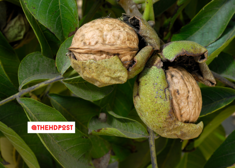 California walnut production down 19% compared to last season