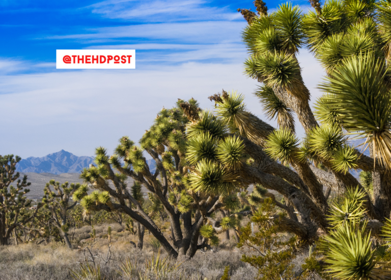 SoCal County gets $11 Million to clear homeless encampments