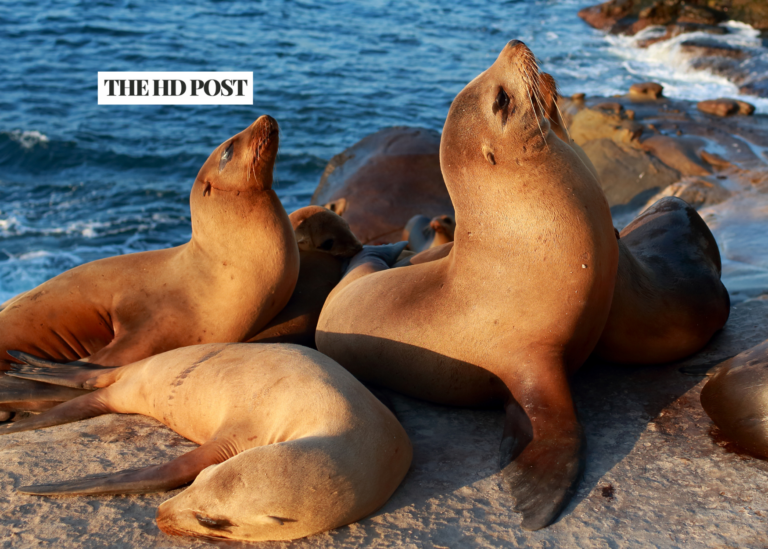 Reward for up to $20,000 for information about decapitated sea lion at Doran Beach