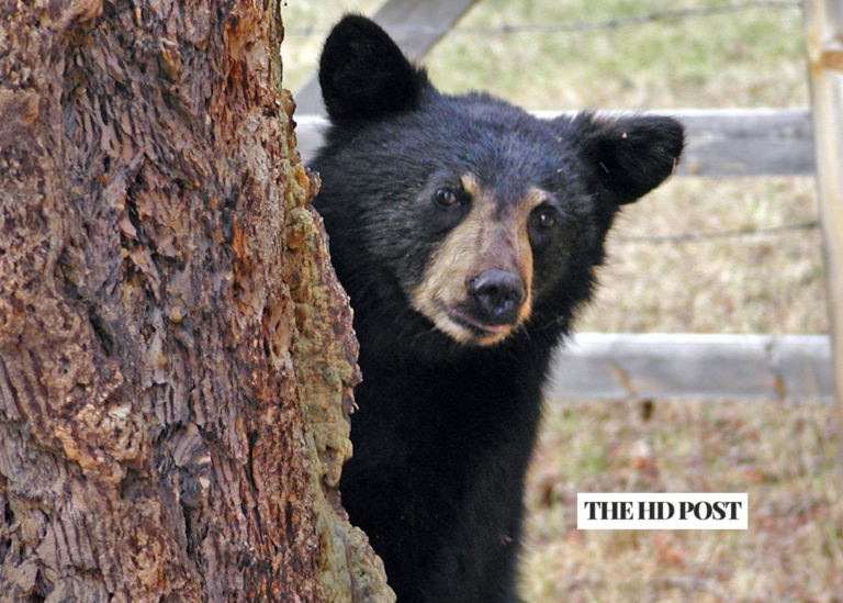 Bears are back in action at SoCal Lake — advisory issued to help minimize encounters