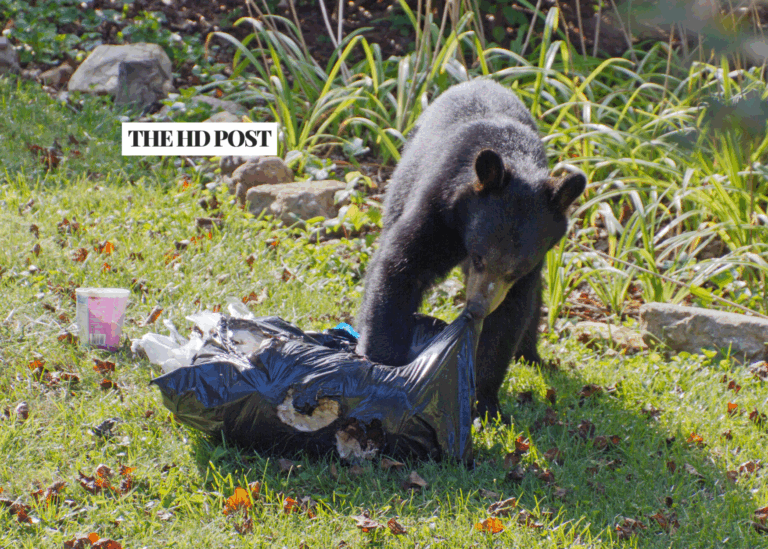 New CA bill would allow dogs to chase bears under regulated conditions