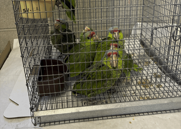California man caught smuggling exotic birds at border