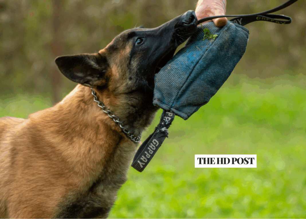 Former CA K-9 officer sentenced to 7 years for civil rights violation ...