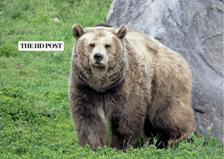 Study supports nearly 1,200 grizzly bears in California as USFWS updates protections