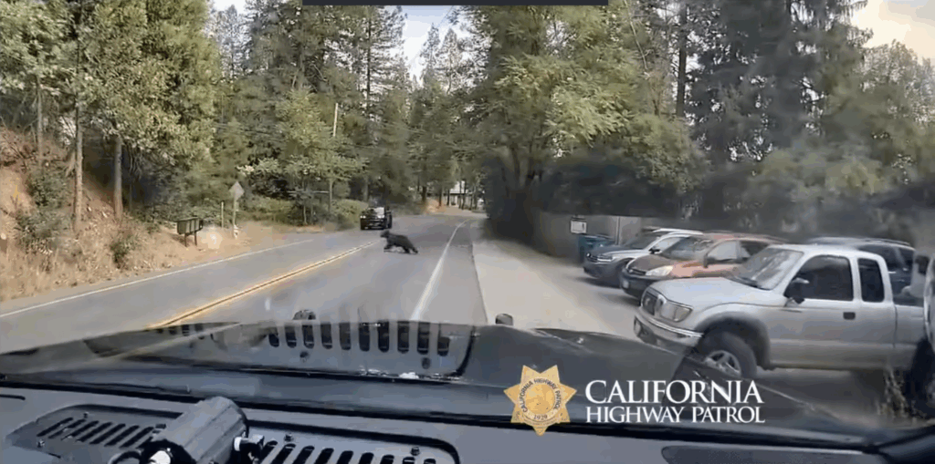 VIDEO: Bear Stops Traffic on California Highway, Captured by CHP - The ...