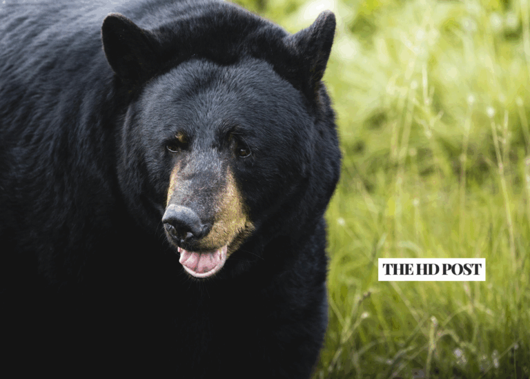 California officials rule out poaching in bear death