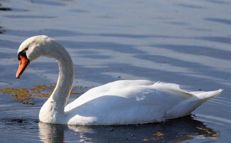 California law now allows taking of invasive mute swans