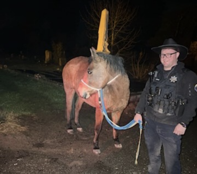 Escaped horse in California reunited with owner amid winter storm