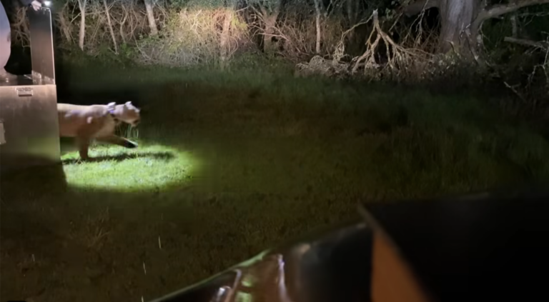 VIDEO: CDFW returns mountain lion to wild after roaming California streets