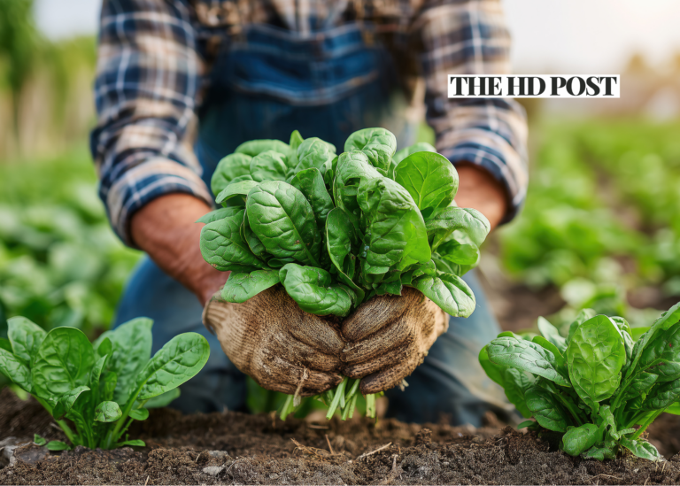 California recovers over $6 Million for farmworkers denied paid sick leave and wages