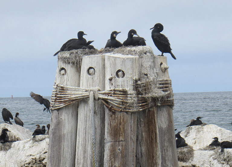 Spike in California seabird deaths linked to starvation, officials say